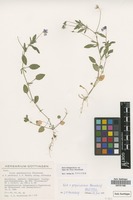 Holotype of Viola x preywischiana Nauenb. [family VIOLACEAE]