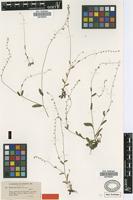 Type of Myosotis ramosissima Rochel ex Schult. subsp. uncata (Boiss. & Balansa) Grau [family BORAGINACEAE]
