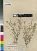 Isotype of Helichrysum damarense O.Hoffm. [family ASTERACEAE]