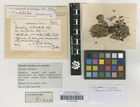 Holotype of Parmelia subrudecta Nyl. var. australica Räsänen 1944 [family PARMELIACEAE]