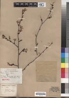 Isotype of Prunus veitchii Koehne [family ROSACEAE]