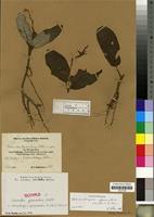 Stenandriopsis afromontana in Global Plants on JSTOR