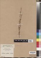 Filed as Centaurium pulchellum (Sw.) Druce [family GENTIANACEAE]