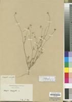 Filed as Heliophila coronopifolia L. [family CRUCIFERAE/BRASSICACEAE]