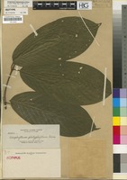 Isotype of Urophyllum platyphyllum Elmer [family RUBIACEAE]