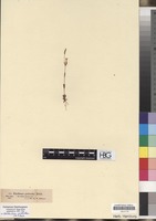 Filed as Centaurium pulchellum (Sw.) Druce [family GENTIANACEAE]