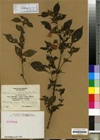 Dischistocalyx pubescens in Global Plants on JSTOR