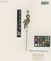 Lepidagathis scariosa in Global Plants on JSTOR