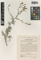 Isotype of Centaurea maculosa Lam. forma rhodopaea Hayek & J. Wagner [family ASTERACEAE]