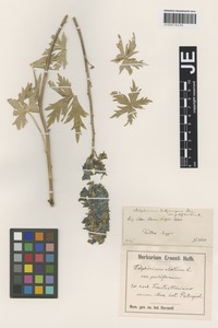 Isotype of Delphinium dictyocarpum DC. variety pubiflorum Trautv. [family RANUNCULACEAE]