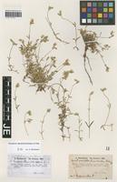 Type? of Cerastium lanigerum Clementi variety alpicolum Hausskn. [family CARYOPHYLLACEAE]