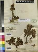 Type of Podalyria orbicularis (E. Mey.) Eckl. & Zeyh. [family LEGUMINOSAE-PAPILIONOIDEAE]