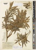 Isolectotype of Podocarpus pallidus N.E. Gray [family PODOCARPACEAE]