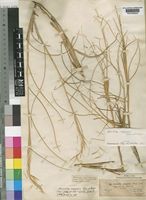 Stipagrostis scoparia (Trin. & Rupr.) De Winter [family POACEAE]