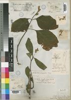 Ruellia longifolia in Global Plants on JSTOR
