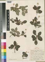 Haselhfia nematosiphon in Global Plants on JSTOR