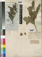Crabbea hirsuta in Global Plants on JSTOR