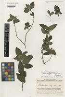 Isotype of Pseudodicliptera sulfureolilacina Benoist [family ACANTHACEAE]