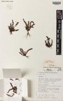 Isotype of Crassula sieberiana (Schult. & Schult.f.) Druce subsp. rubinea Toelken [family CRASSULACEAE]