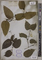 Cocculus polycarpus Roxb. [family MENISPERMACEAE]