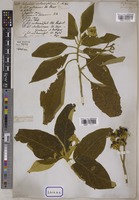 Solanum verbascifolium L. [family SOLANACEAE]