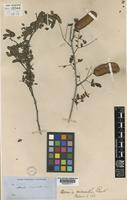 Lectotype of Acacia micrantha Benth. [family LEGUMINOSAE-MIMOSOIDEAE]