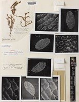 Isotype of Tillaea sieberiana Schult. & Schult.f. [family CRASSULACEAE]