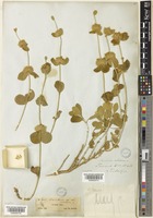 Marrubium heterodon (Benth.) Boiss. & Balansa [family LAMIACEAE]