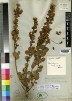 Isolectotype of Podalyria reticulata Harv. [family LEGUMINOSAE-PAPILIONOIDEAE]