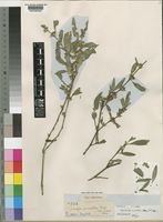 Dyschoriste nagchana in Global Plants on JSTOR