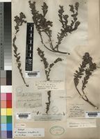 Lobostemon trigonus (Thunb.) H.Buek [family BORAGINACEAE]