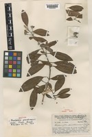 Isotype of Rhodomyrtus pinnatinervis C.T.White [family MYRTACEAE]