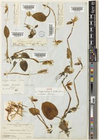 Isotype of Calypso bulbosa (L.) Oakes f. occidentalis Holz. [family ORCHIDACEAE]