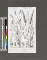 Setaria pallide-fusca (Schumach.) Stapf & C.E.Hubb. and Setaria verticillata (L.) P.Beauv.; original illustration from FWTA