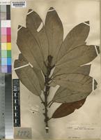 Chrysophyllum perpulchrum Mildbr. ex Hutch. & Dalziel [family SAPOTACEAE]