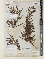 Acacia mucronata Willd. subsp. longifolia (Benth.) Court [family LEGUMINOSAE-MIMOSOIDEAE]