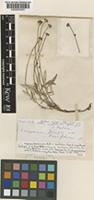 Isotype of Eriogonum kingii Torr. & A.Gray var. laxifolium Torr. & A.Gray [family POLYGONACEAE]