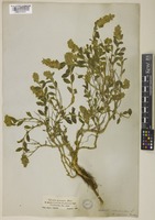 Sideritis hyssopifolia L. [family LAMIACEAE]