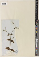 Sigesbeckia orientalis L. [family ASTERACEAE]