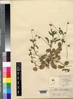Viola arvensis Murray [family VIOLACEAE]