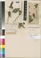 Phaulopsis imbricata in Global Plants on JSTOR