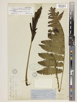Lectotype of Matteuccia orientalis (Hook.) Trevis. [family WOODSIACEAE]