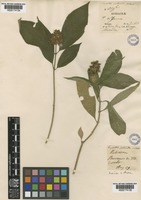 Psychotria pubescens Sw. [family RUBIACEAE]