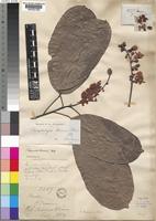 Oncoba mannii in Global Plants on JSTOR