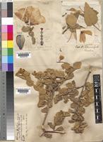 Hibiscus malacophyllus Balf.f. [family MALVACEAE]