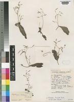 Holotype of Streptocarpus hirticapsa B.L.Burtt [family GESNERIACEAE]