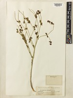 Euphorbia gaillardotii Boiss. & Blanche [family EUPHORBIACEAE]