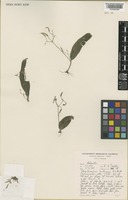 Streptocarpus hirticapsa B.L.Burtt [family GESNERIACEAE]