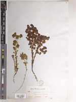 Euphorbia longicruris Scheele [family EUPHORBIACEAE]