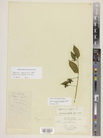 Solanum nigrum L. [family SOLANACEAE]